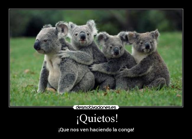 carteles koalas conga desmotivaciones
