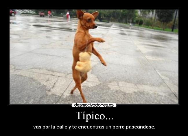 Típico... - vas por la calle y te encuentras un perro paseandose.