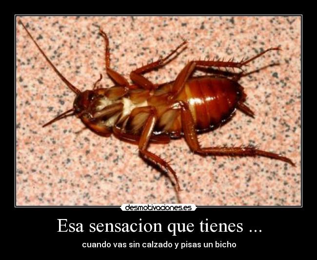 Esa sensacion que tienes ... - cuando vas sin calzado y pisas un bicho