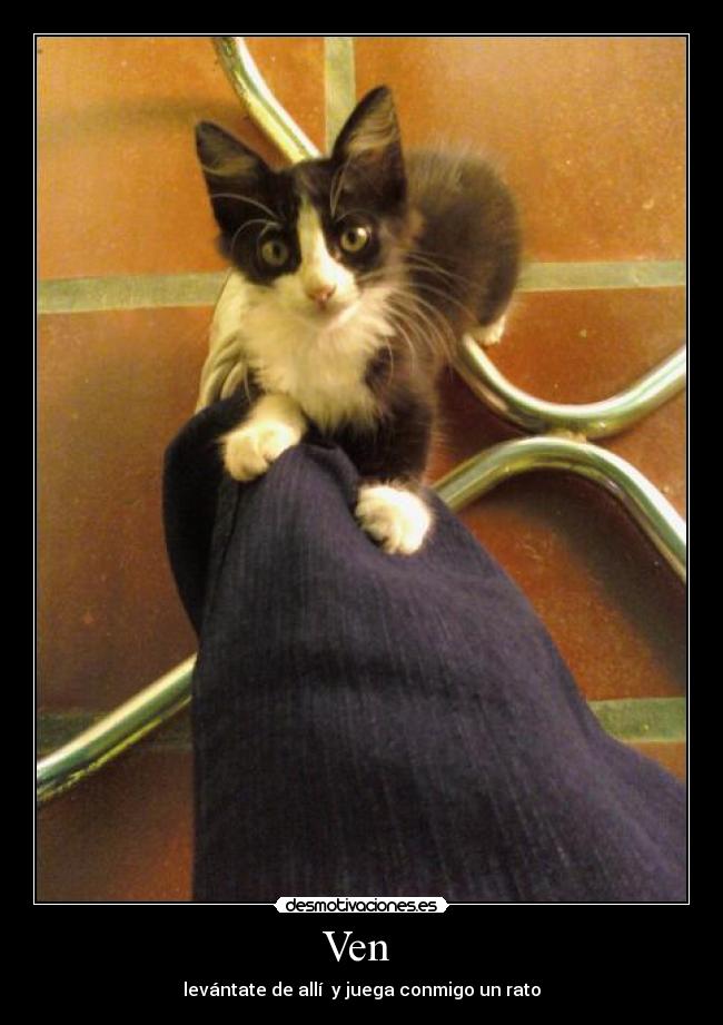 Ven - levántate de allí y juega conmigo un rato