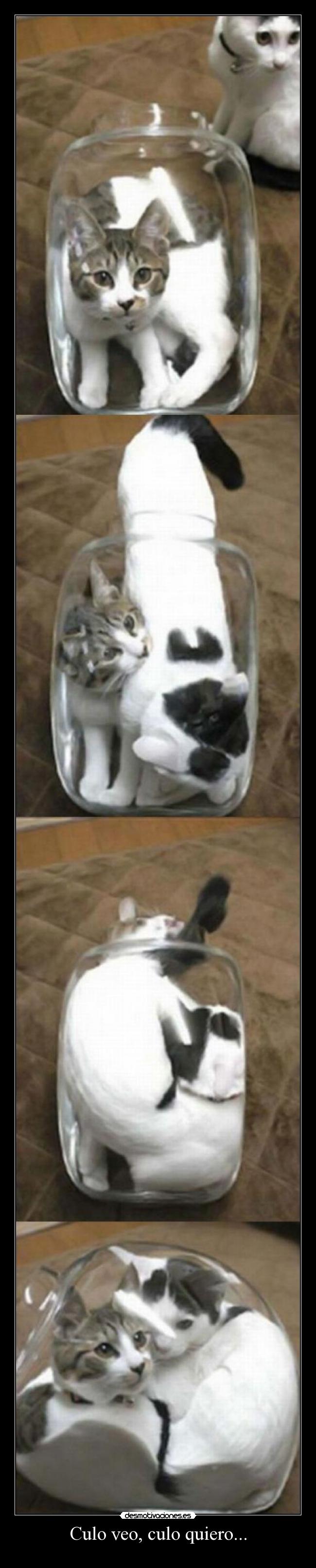 Culo veo, culo quiero... -