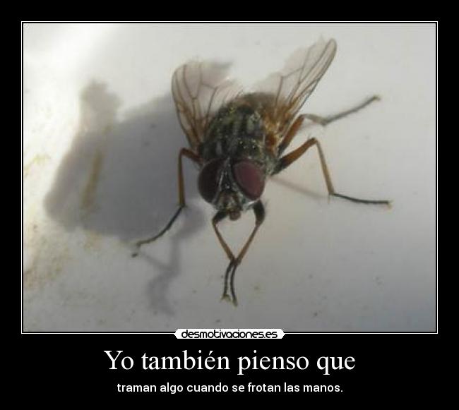 Yo también pienso que - traman algo cuando se frotan las manos.