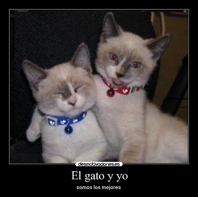 El gato y yo - 