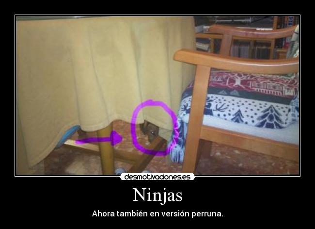 Ninjas - Ahora también en versión perruna.