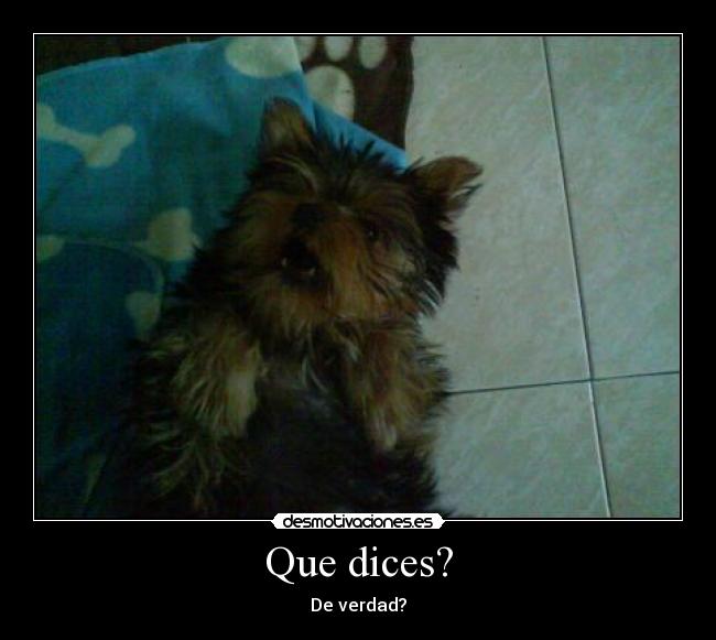 Que dices? - 