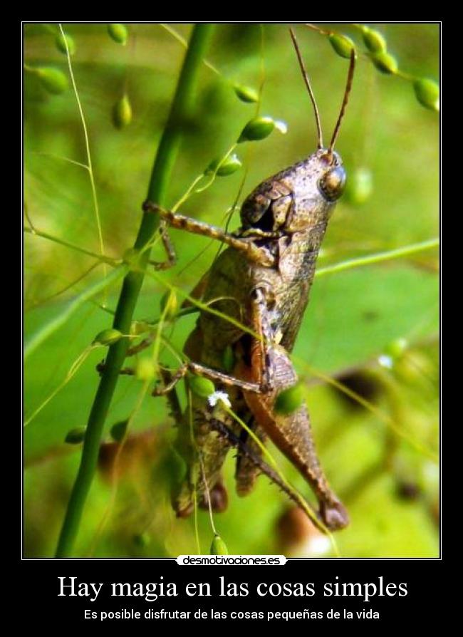 Hay magia en las cosas simples - Es posible disfrutar de las cosas pequeñas de la vida