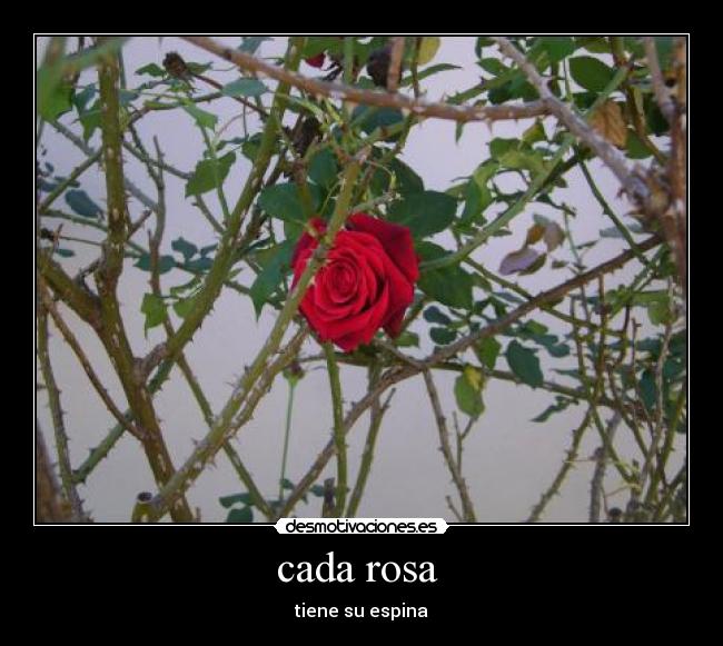 cada rosa  - tiene su espina