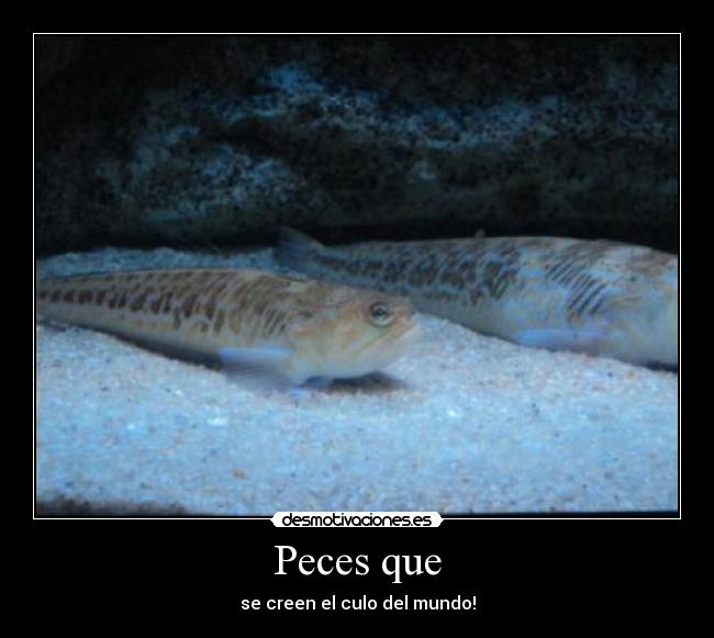 carteles peces desmotivaciones