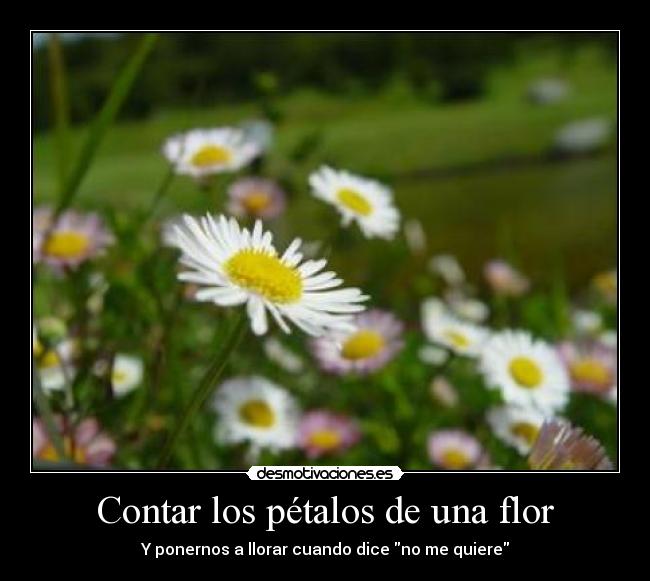 Contar los pétalos de una flor - 