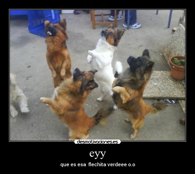 carteles perros desmotivaciones