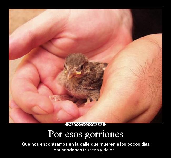 Por esos gorriones -