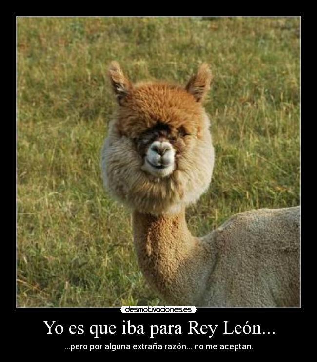 Yo es que iba para Rey León... - ...pero por alguna extraña razón... no me aceptan.