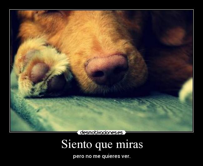 carteles siento que miras desmotivaciones