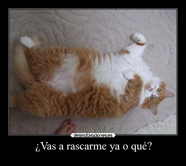 ¿Vas a rascarme ya o qué? - 