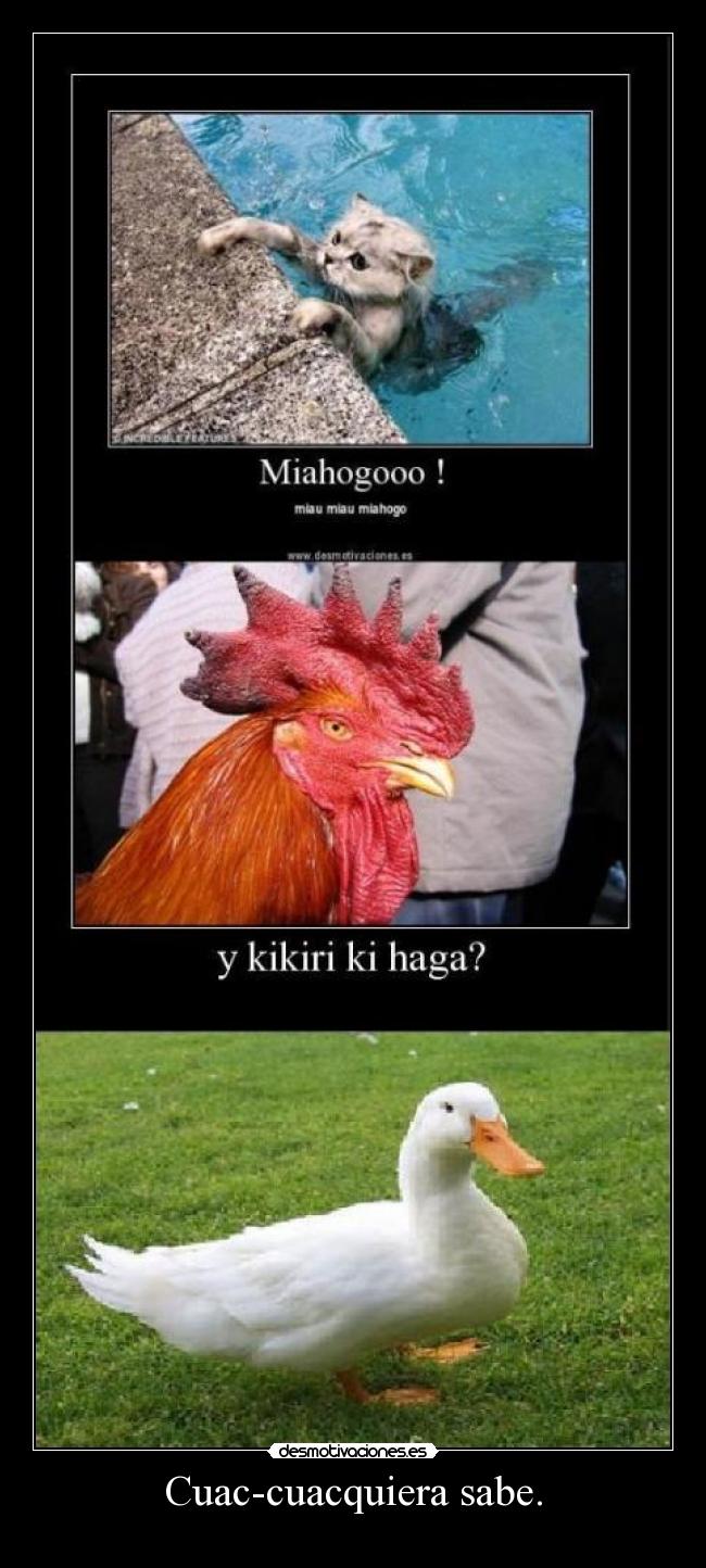 Cuac-cuacquiera sabe. -