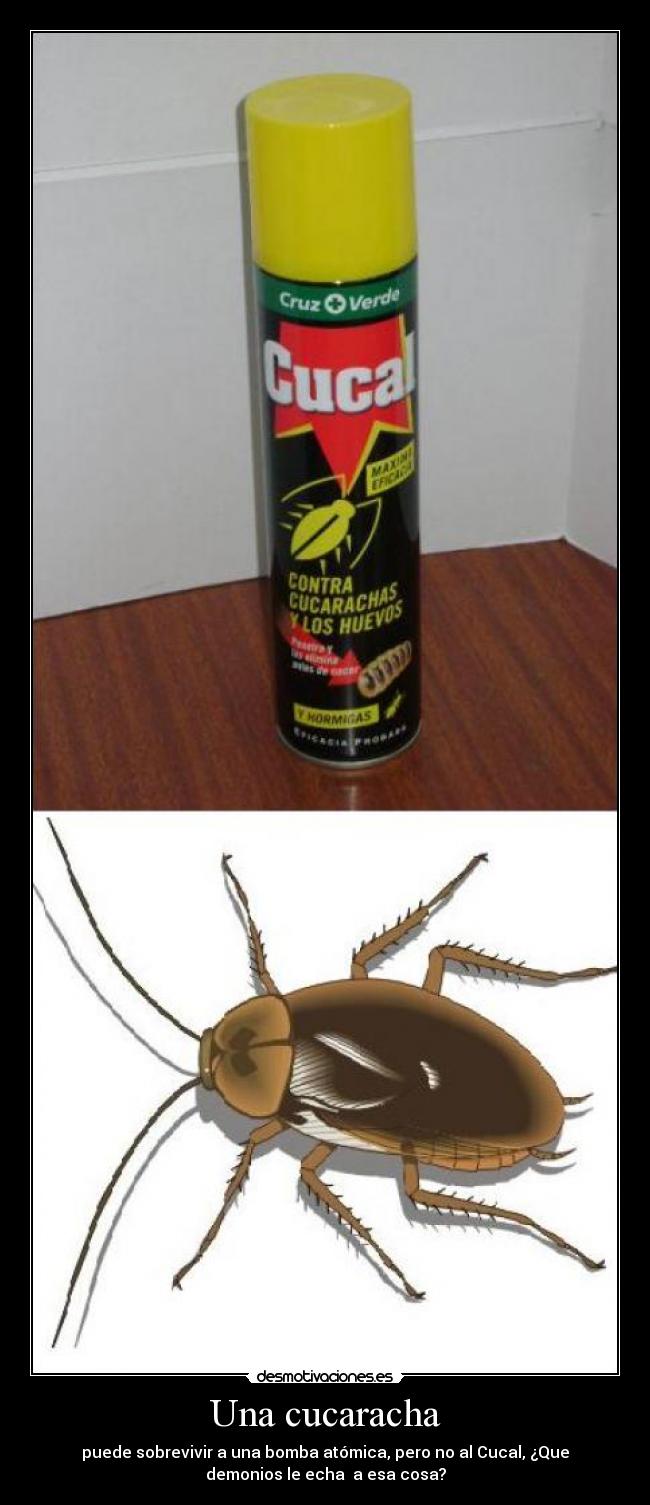 Una cucaracha - puede sobrevivir a una bomba atómica, pero no al Cucal, ¿Que
demonios le echa a esa cosa?