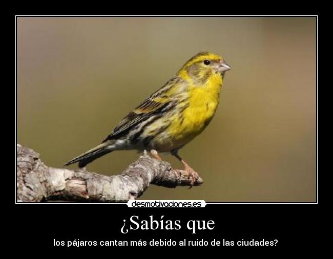 ¿Sabías que - los pájaros cantan más debido al ruido de las ciudades? 