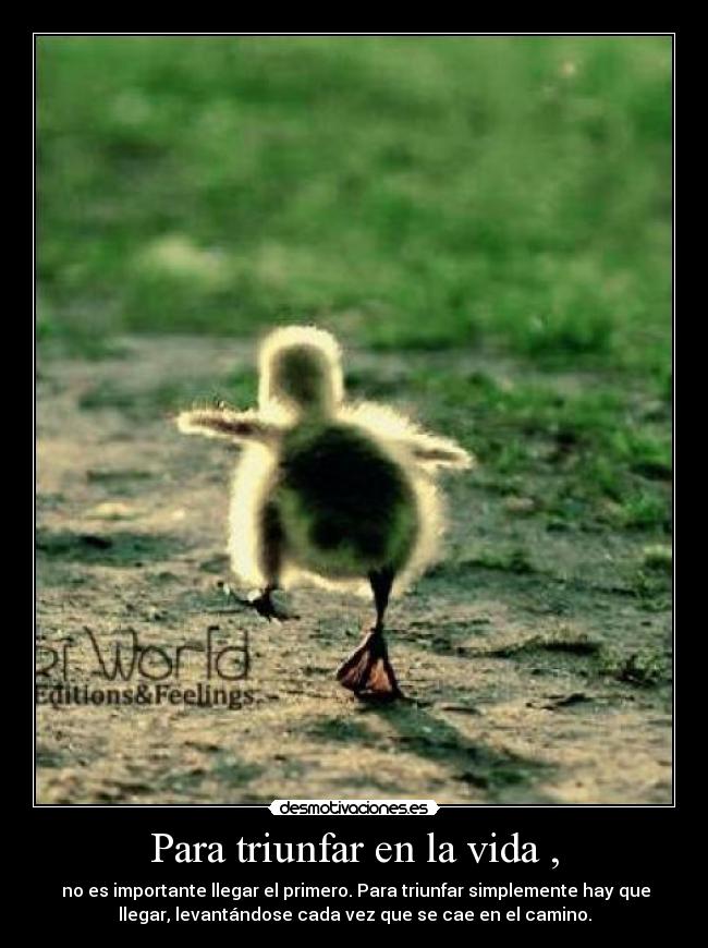Para triunfar en la vida , - no es importante llegar el primero. Para triunfar simplemente hay que
llegar, levantándose cada vez que se cae en el camino.