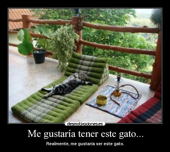 Me gustaría tener este gato... -