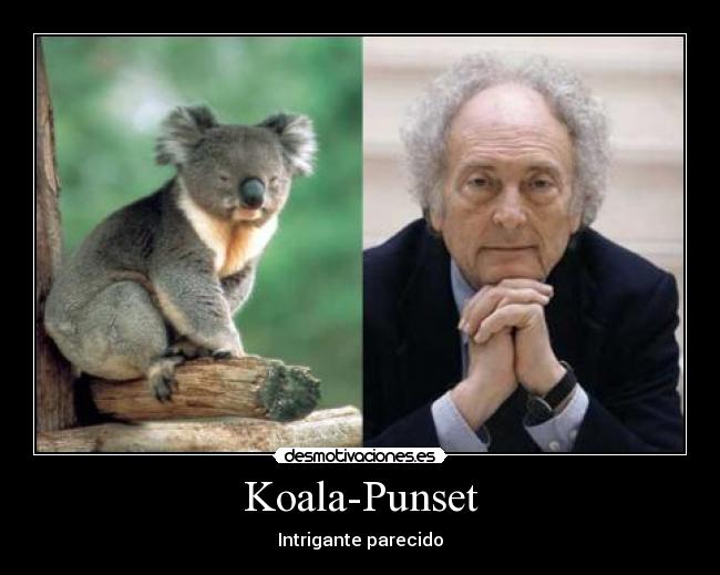 Koala-Punset - 