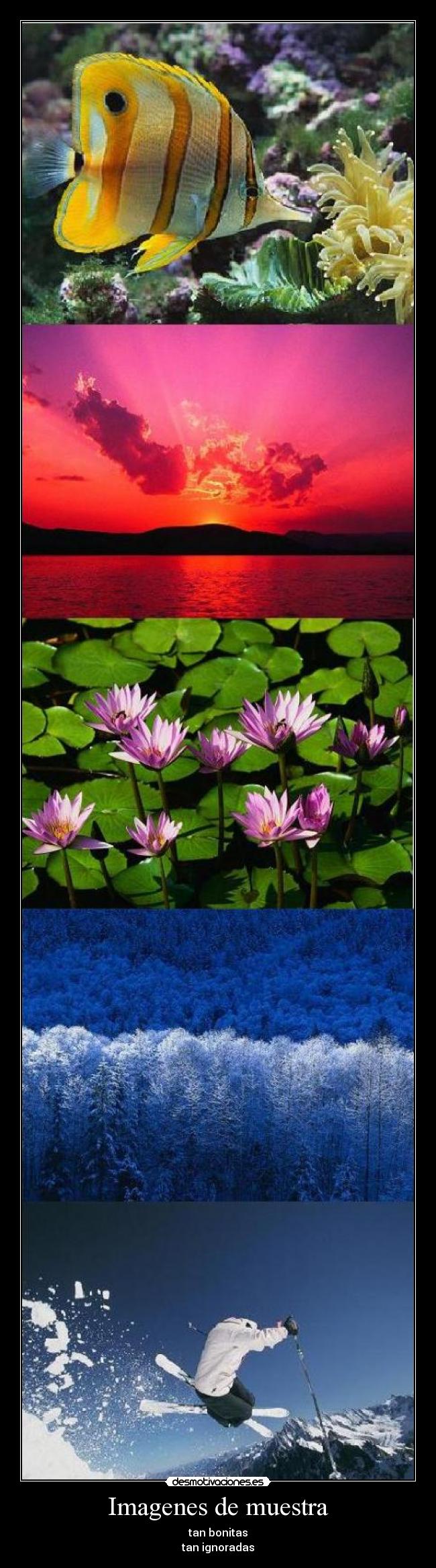 Imagenes de muestra - 