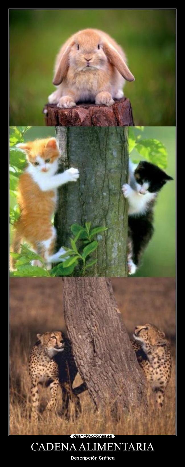 CADENA ALIMENTARIA - Descripción Gráfica