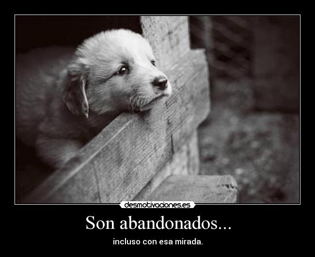 Son abandonados... -