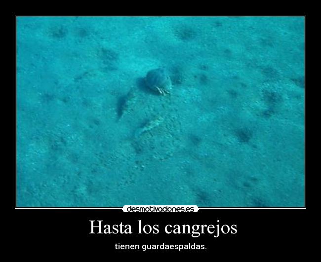 Hasta los cangrejos - tienen guardaespaldas.