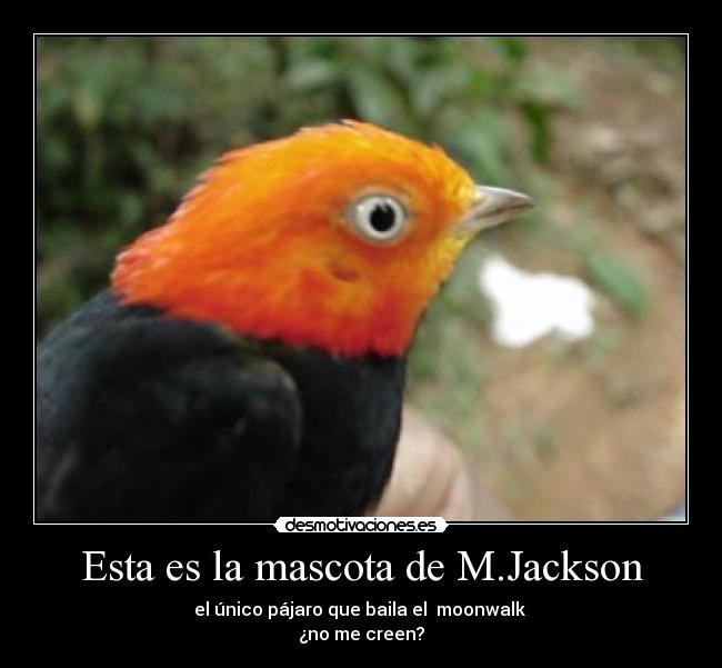 Esta es la mascota de M.Jackson - el único pájaro que baila el  moonwalk 
¿no me creen?