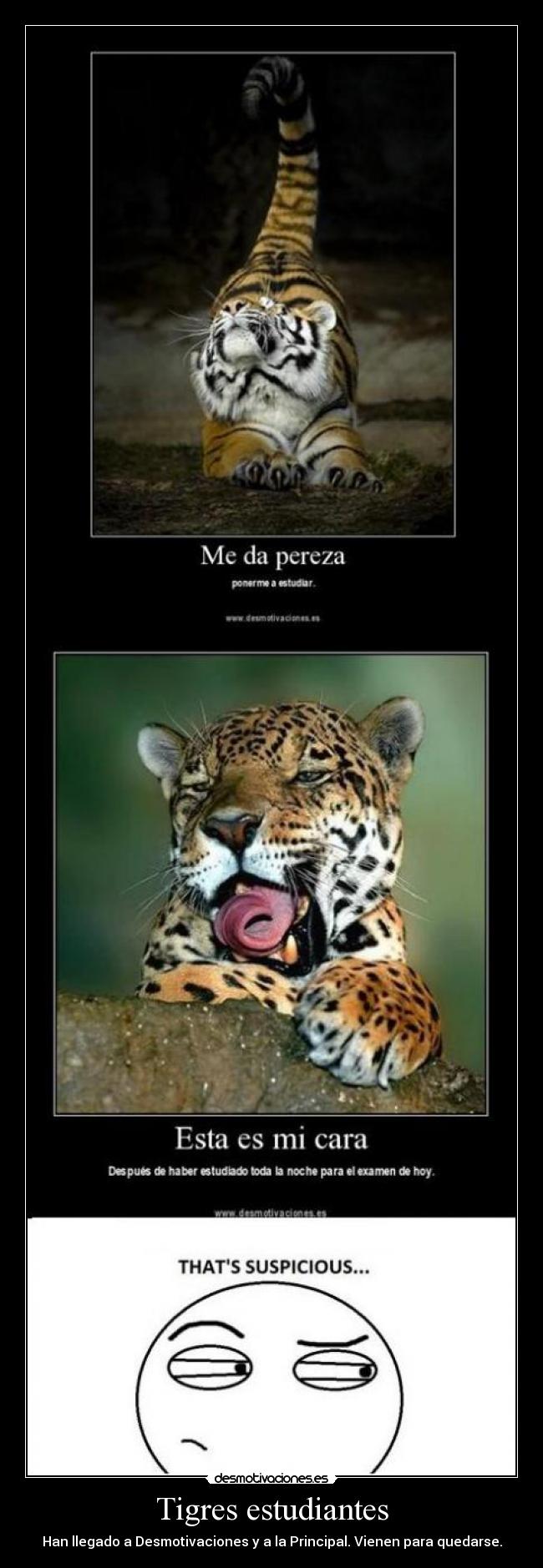 Tigres estudiantes -