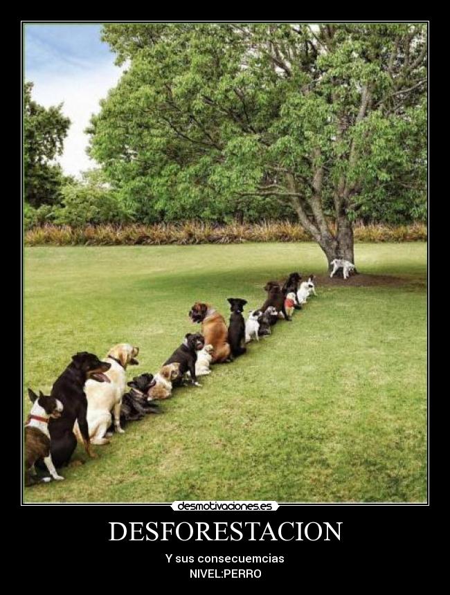DESFORESTACION - Y sus consecuemcias
NIVEL:PERRO