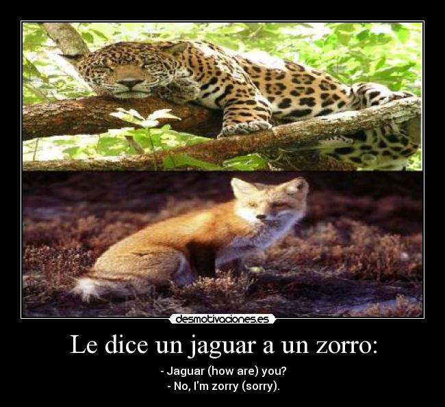 Le dice un jaguar a un zorro: - - Jaguar (how are) you?
- No, Im zorry (sorry).