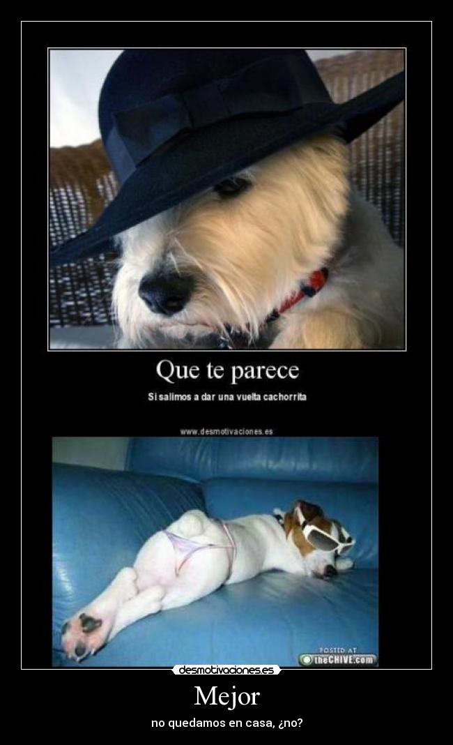 carteles perro desmotivaciones