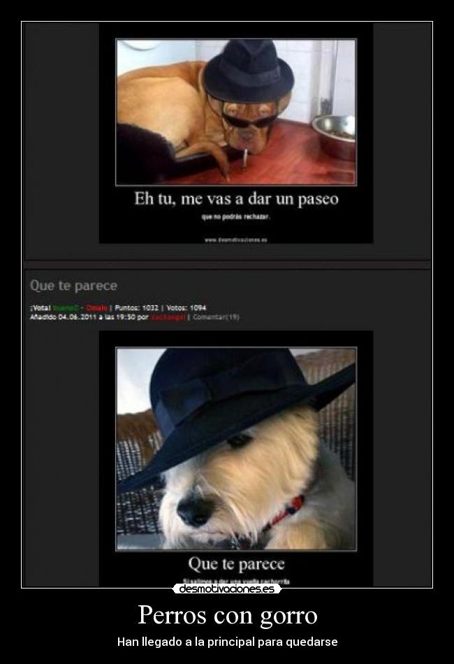 carteles principal perros gorros desmotivaciones
