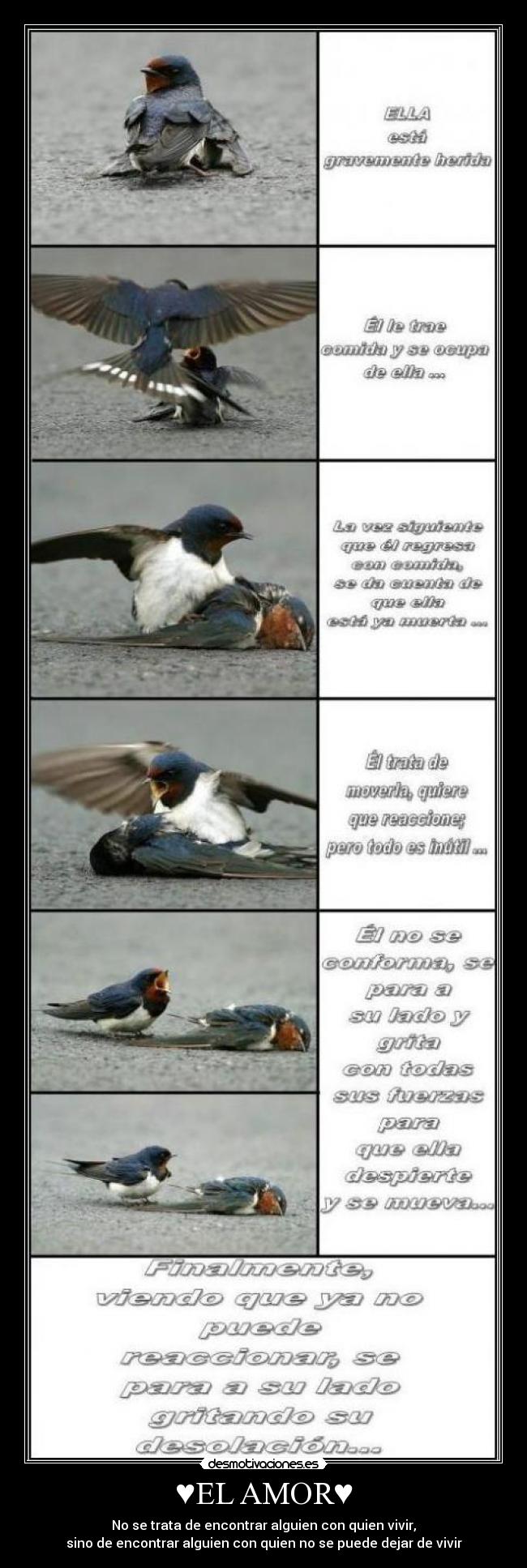 ♥EL AMOR♥ - No se trata de encontrar alguien con quien vivir,
sino de encontrar alguien con quien no se puede dejar de vivir