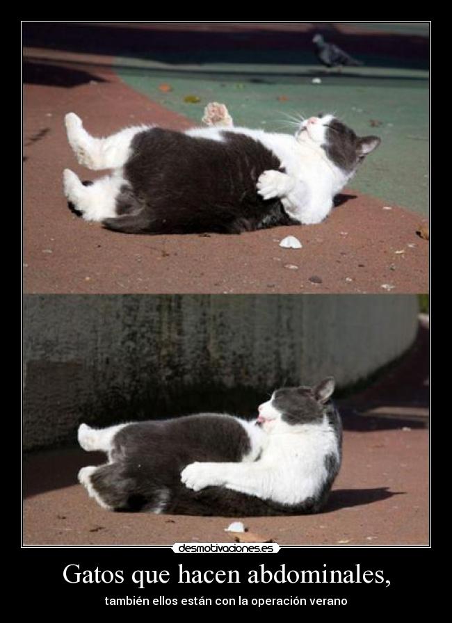 Gatos que hacen abdominales, - 