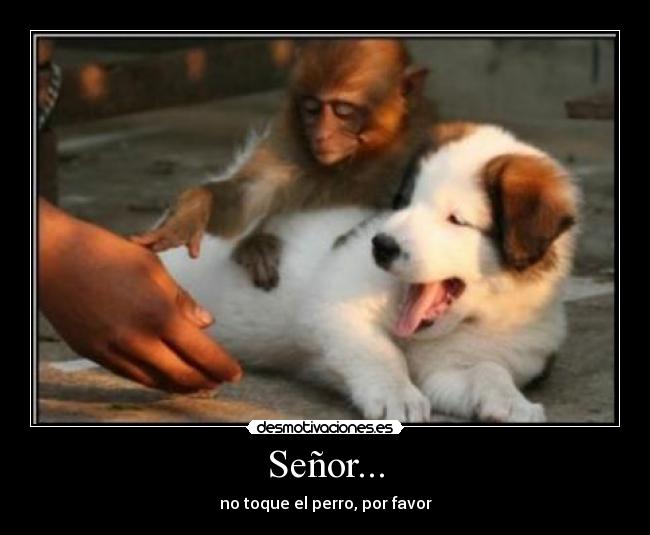 Señor... -