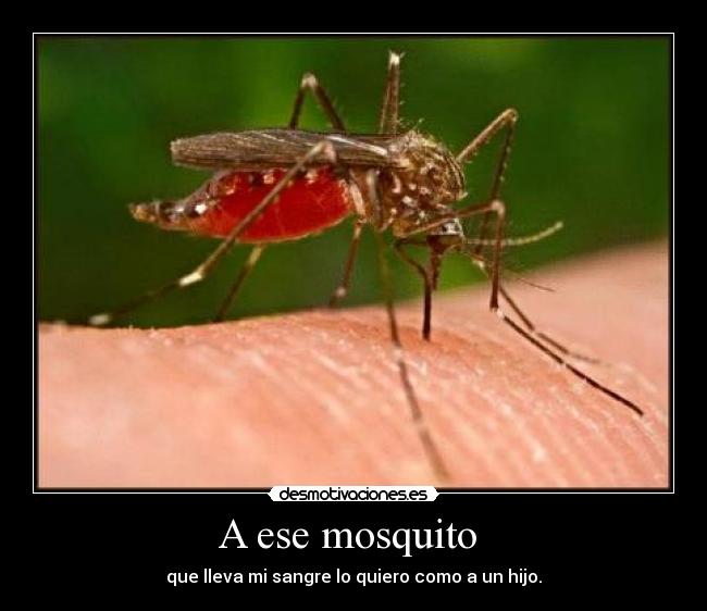 A ese mosquito  - que lleva mi sangre lo quiero como a un hijo.