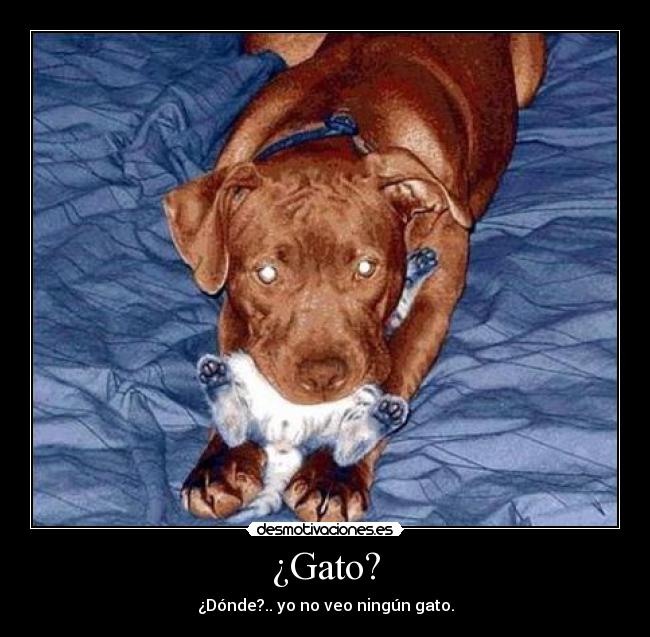 ¿Gato? -
