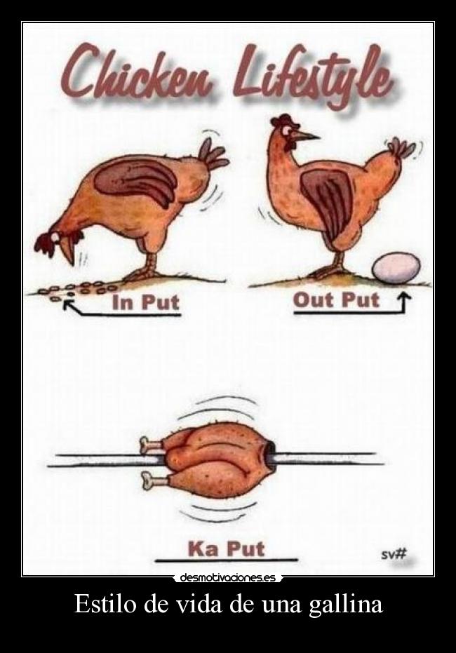 Estilo de vida de una gallina -