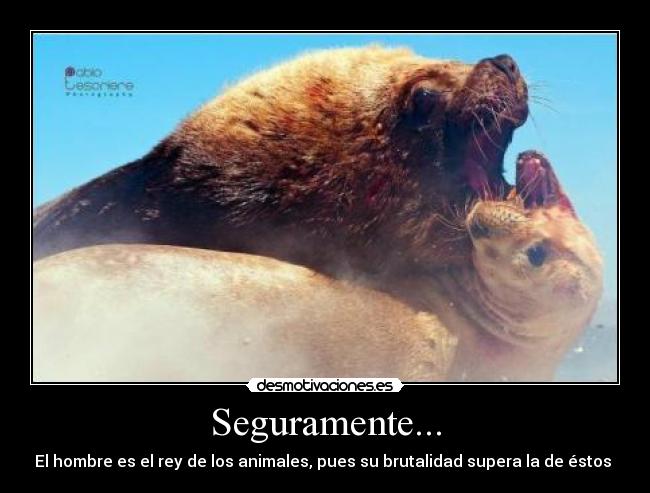 Seguramente... -