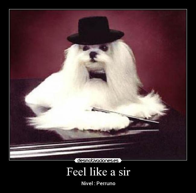 Feel like a sir - Nivel : Perruno