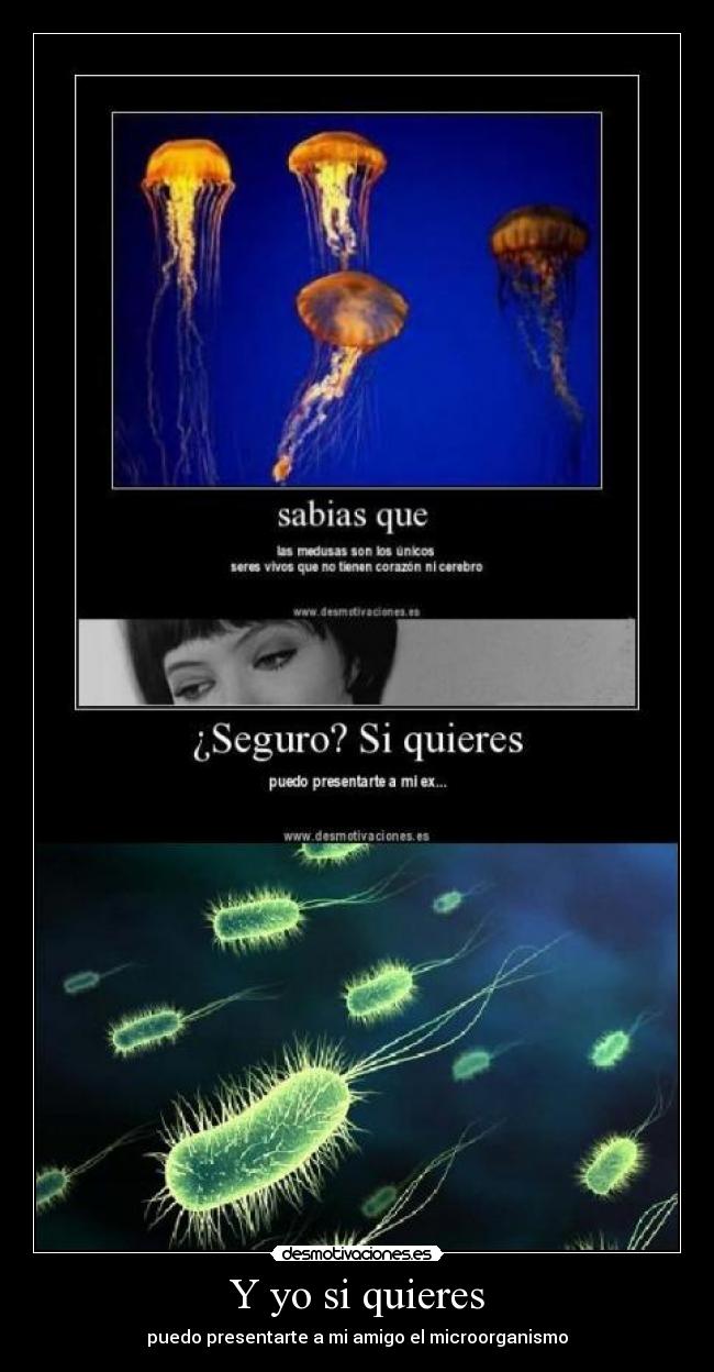 Y yo si quieres - puedo presentarte a mi amigo el microorganismo