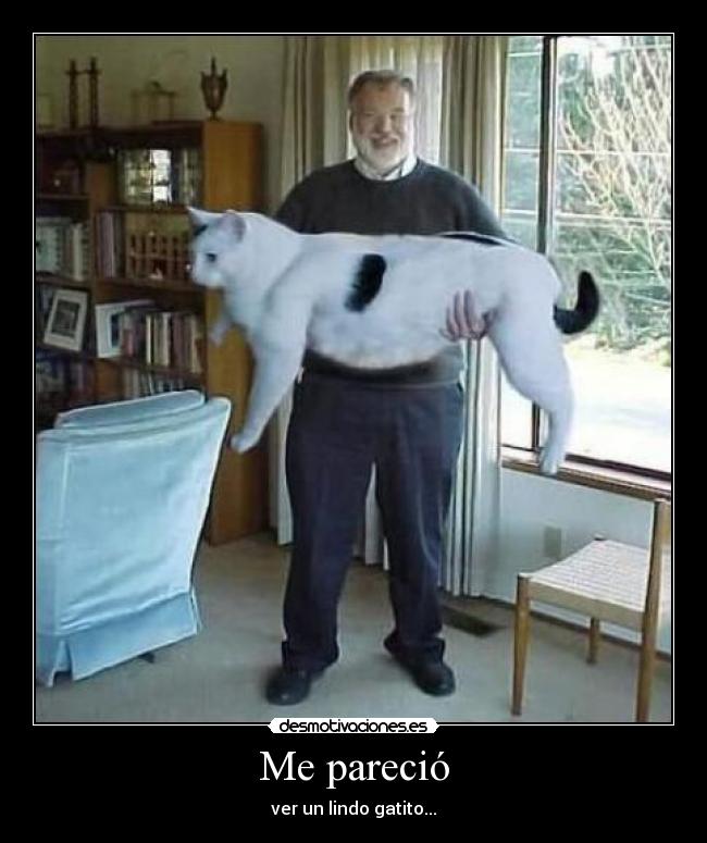 Me pareció - ver un lindo gatito...