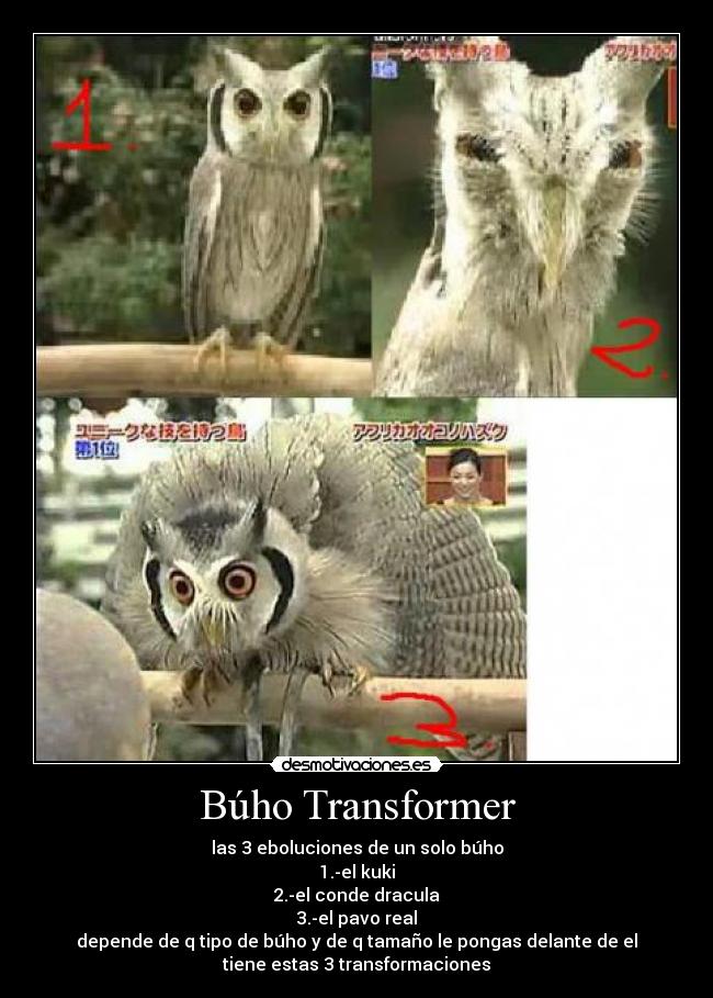 Búho Transformer - 