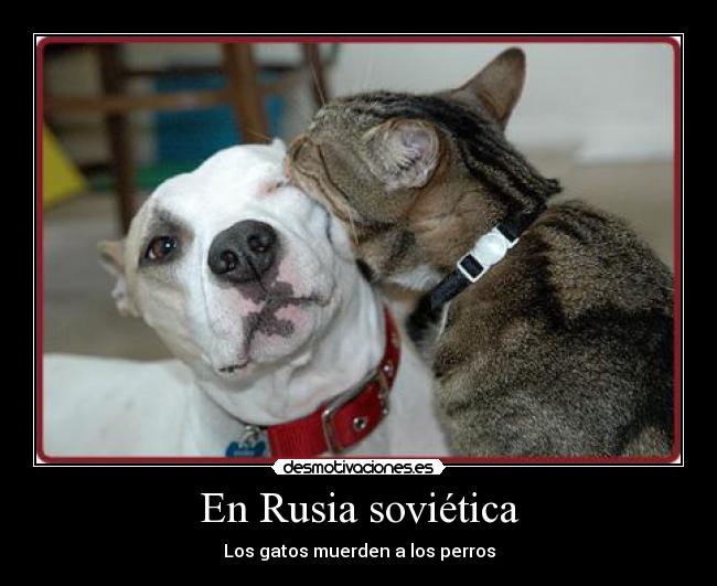 En Rusia soviética - Los gatos muerden a los perros