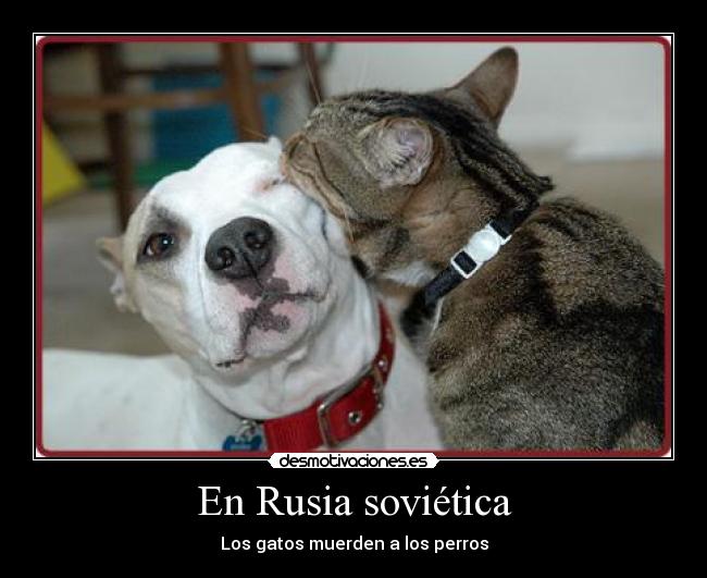 En Rusia soviética - Los gatos muerden a los perros