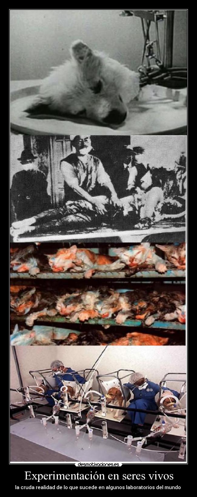 carteles experimentacion mal desmotivaciones