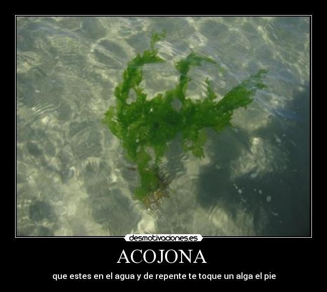 ACOJONA  - 