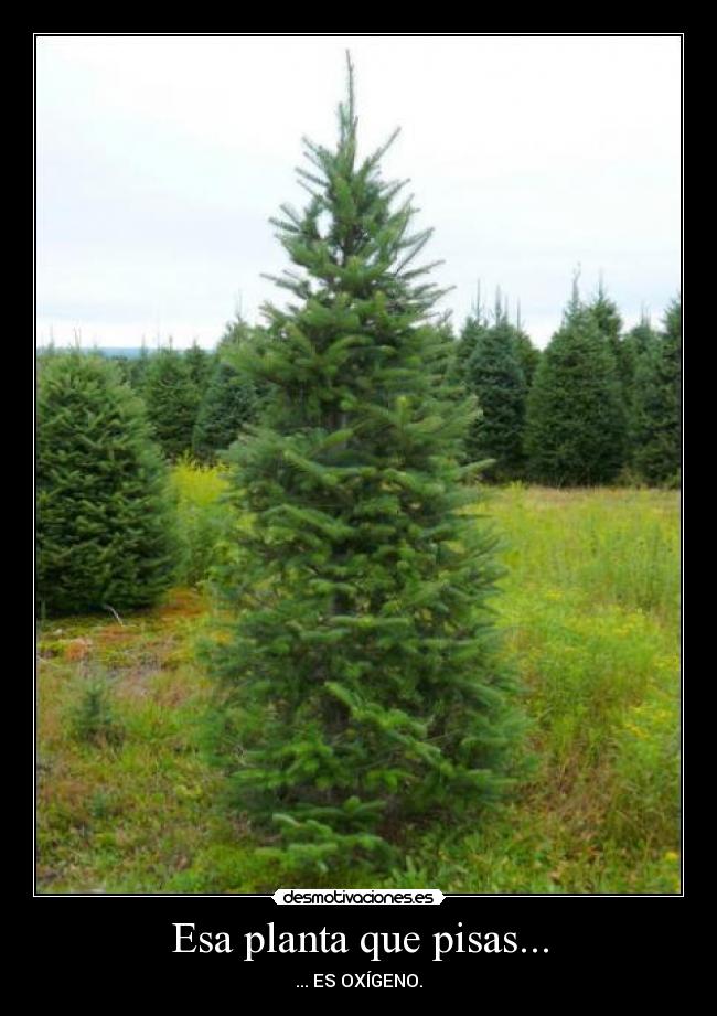 Esa planta que pisas... -